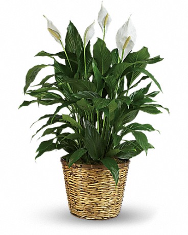Standard size, 40 inches height and 30 and a half inches wide.