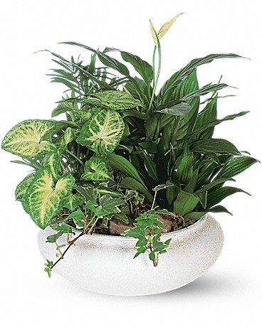 Standard size, 15 inches height and 14 inches wide.