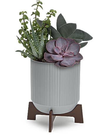 Standard size, 11 3/4 inches height and 7 1/4 inches wide.