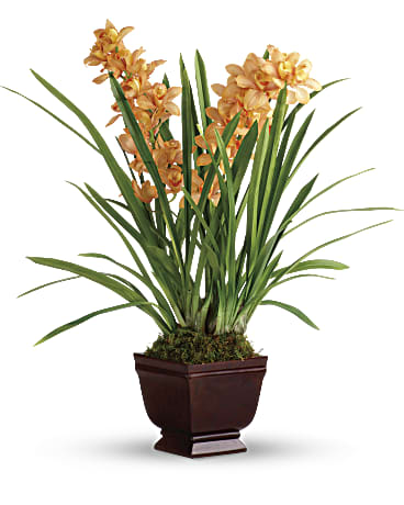 Teleflora's Regally Yours Orchid Plant