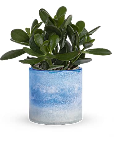 Standard size, 9 3/4 inches height and 10 inches wide.