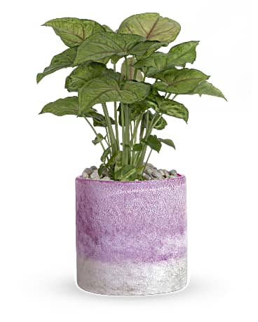 Standard size, 11 and a half inches height and 7 3/4 inches wide.