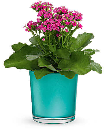 Standard size, 12 inches height and 10 inches wide.
