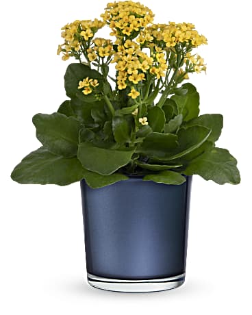 Standard size, 12 and a half inches height and 10 inches wide.