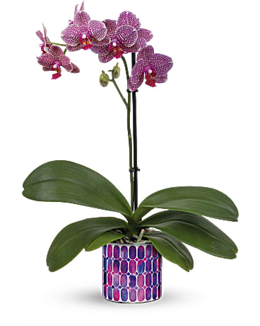 Standard size, 23 inches height and 15 3/4 inches wide.