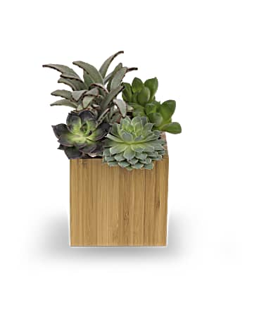 Standard size, 9 and a half inches height and 6 3/4 inches wide.