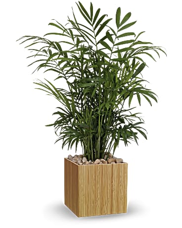 Standard size, 19 and a half inches height and 14 inches wide.